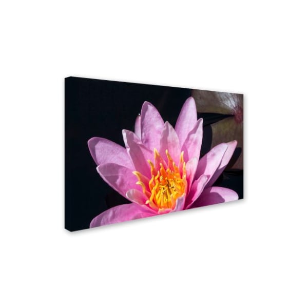 Kurt Shaffer 'Pink Lotus' Canvas Art,12x19